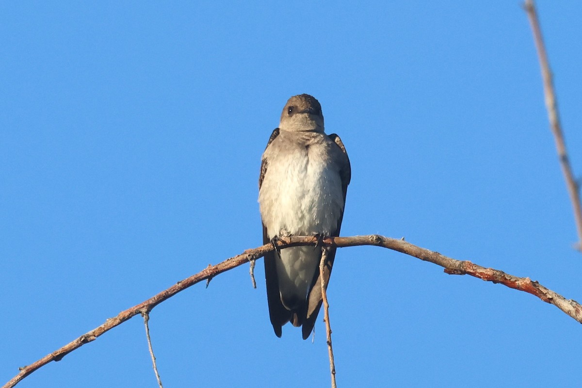 Northern Rough-winged Swallow - ML618420707