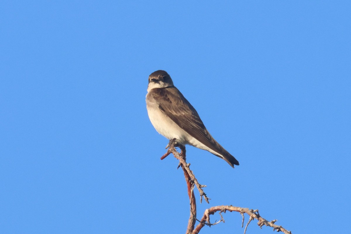 Northern Rough-winged Swallow - ML618420708