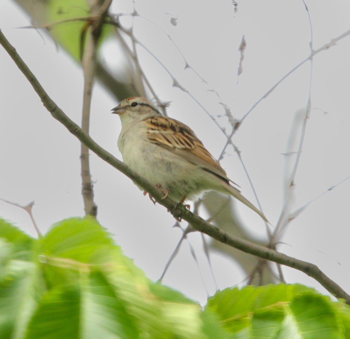 Chipping Sparrow - ML618420712