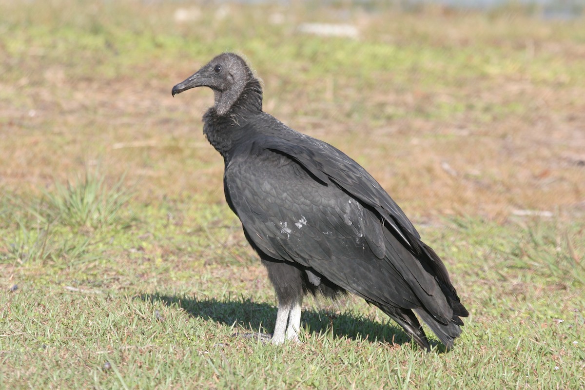 Black Vulture - ML618420717