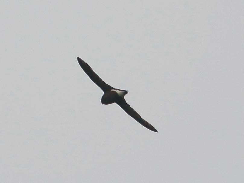 Brown-backed Needletail - ML618420731