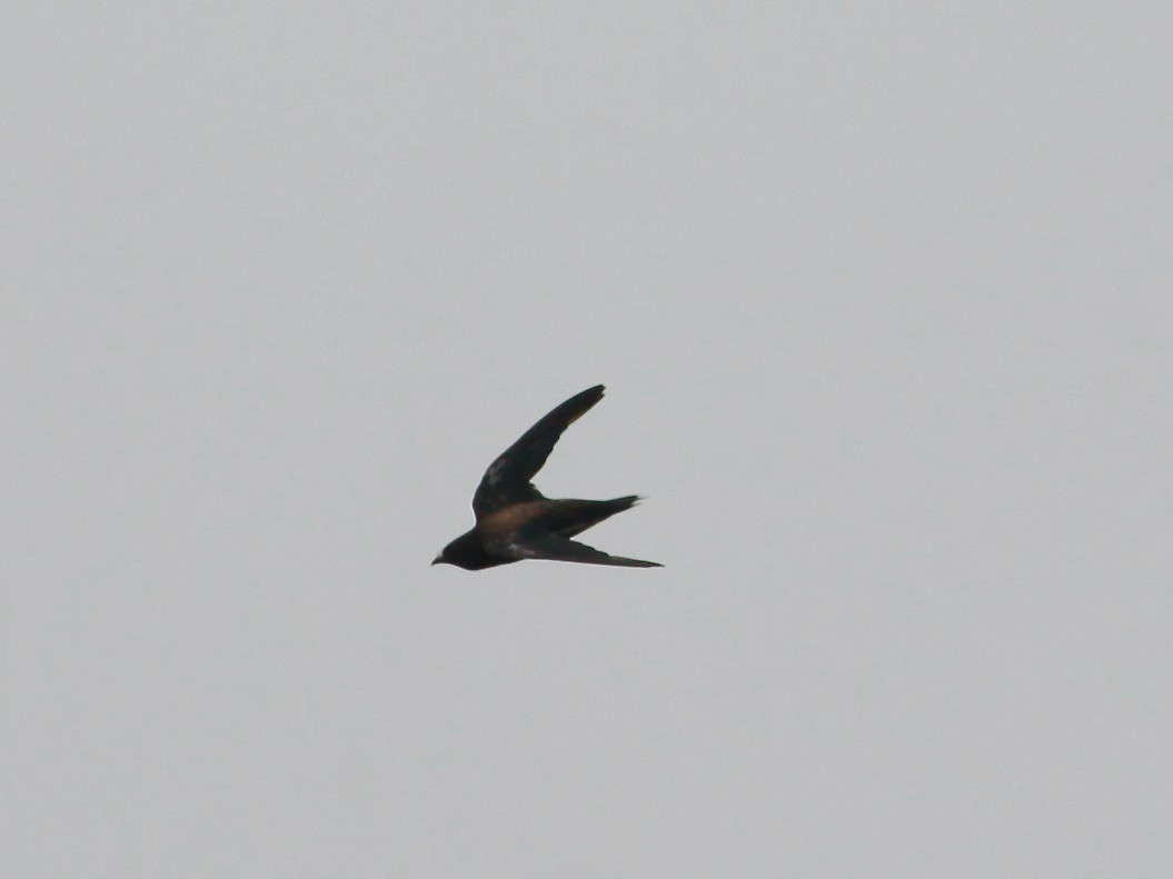 Brown-backed Needletail - ML618420733