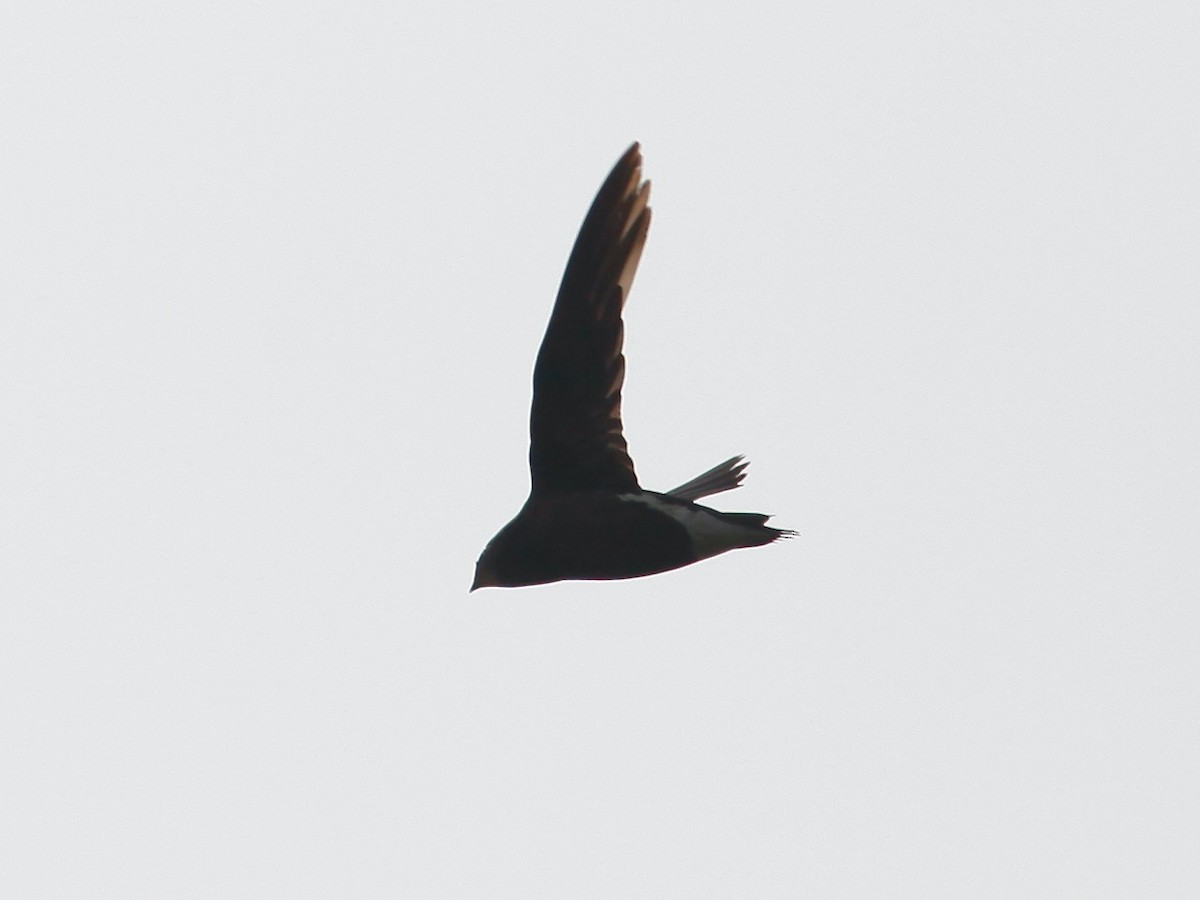 Brown-backed Needletail - ML618420734