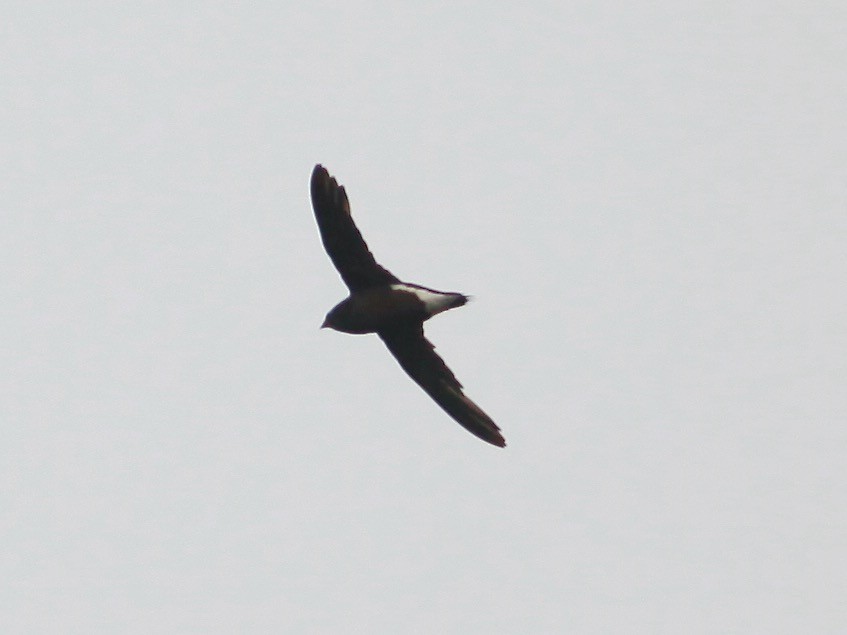 Brown-backed Needletail - ML618420736