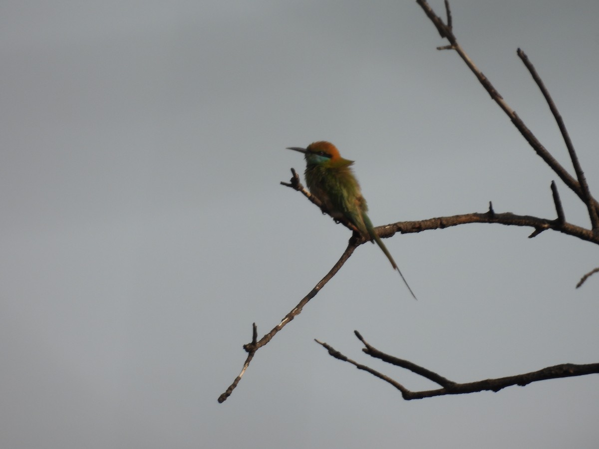 Asian Green Bee-eater - ML618420737