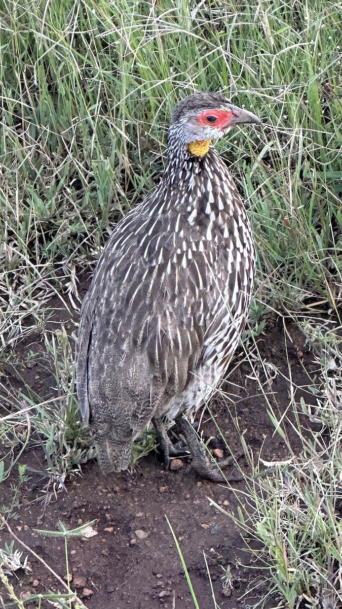 Yellow-necked Spurfowl - ML618420741