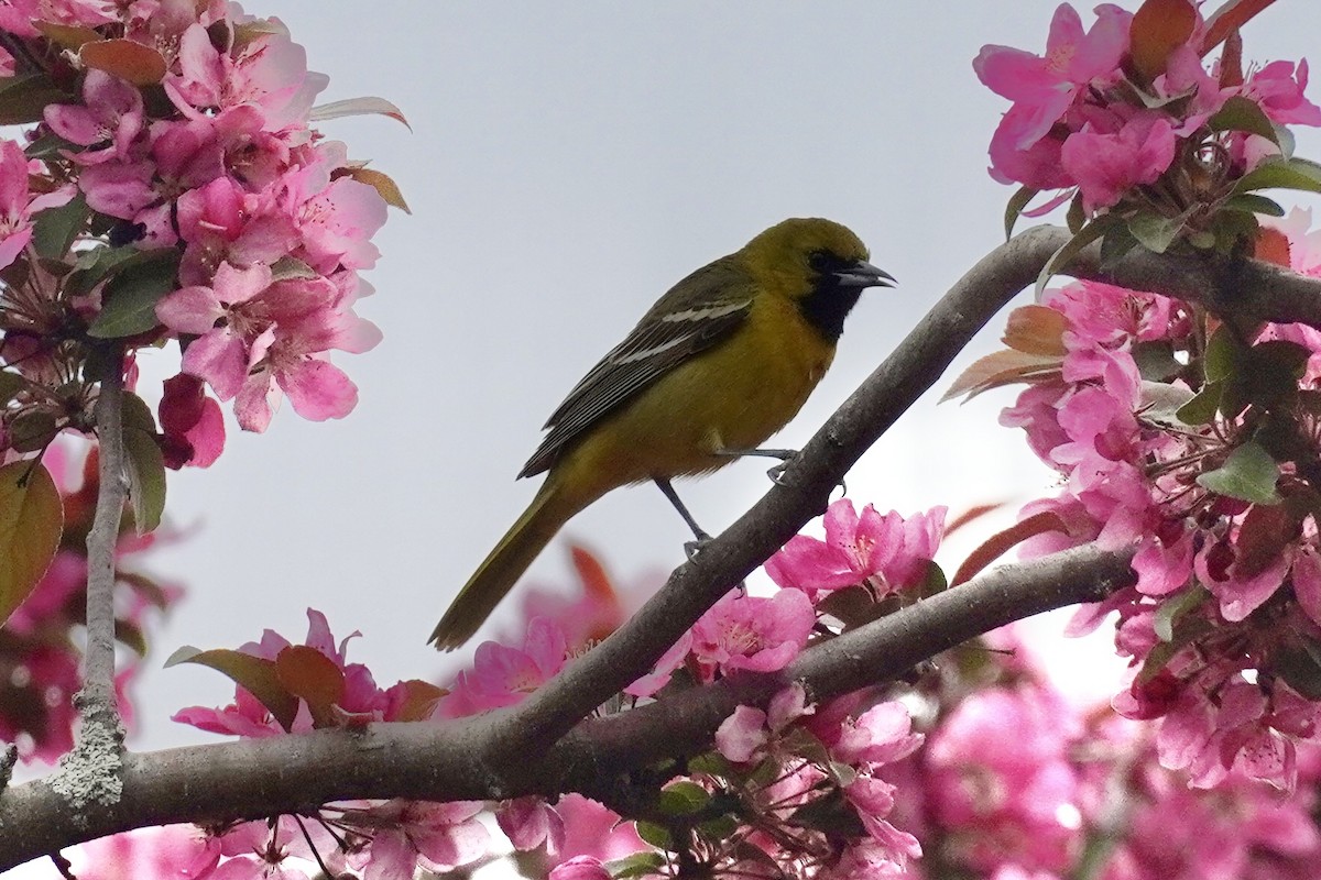 Orchard Oriole - ML618420747