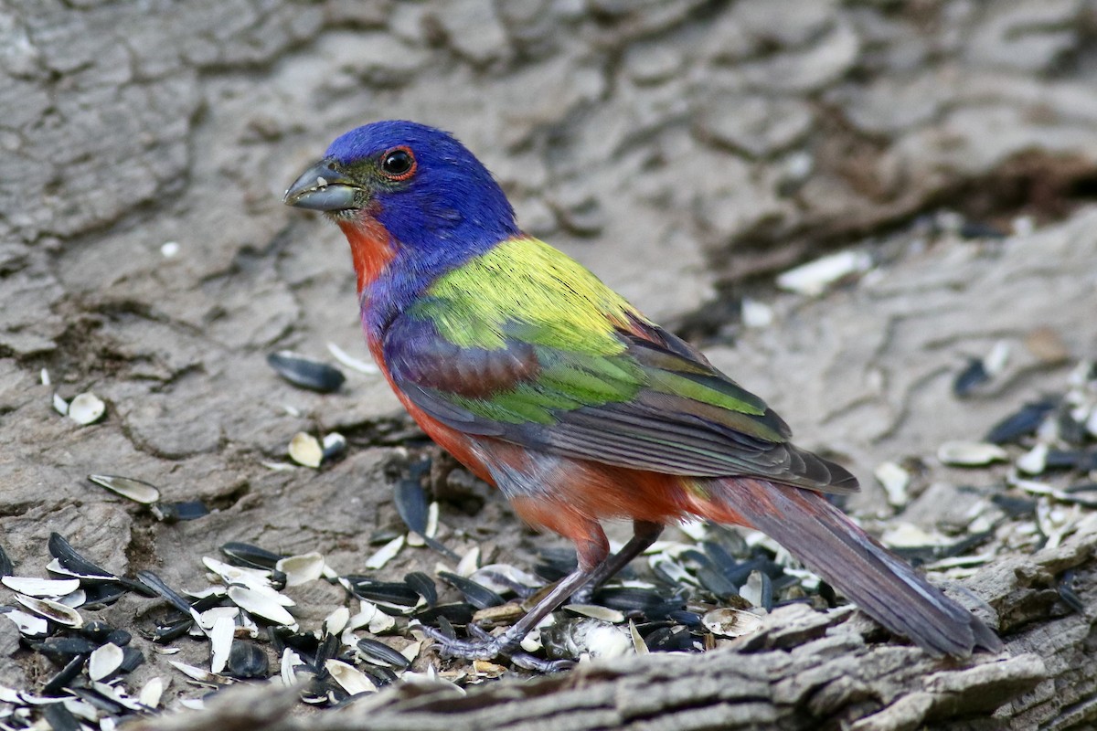 Painted Bunting - ML618420765