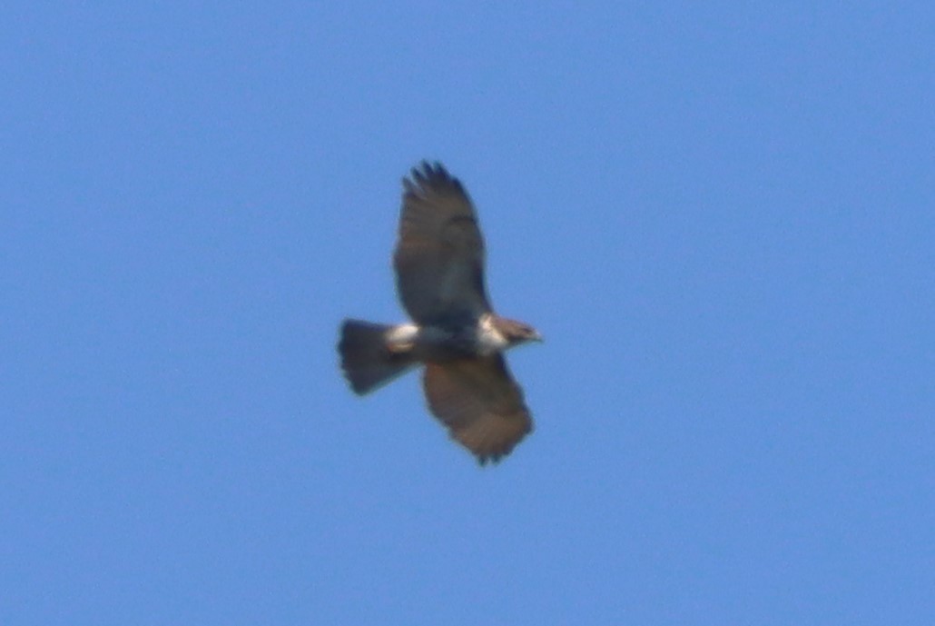 Red-tailed Hawk - ML618420768