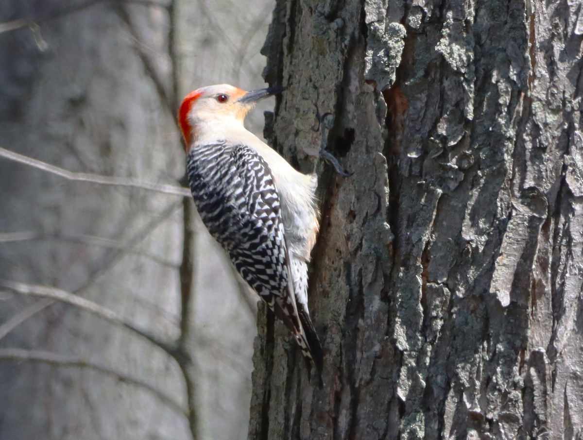 Red-bellied Woodpecker - ML618420773