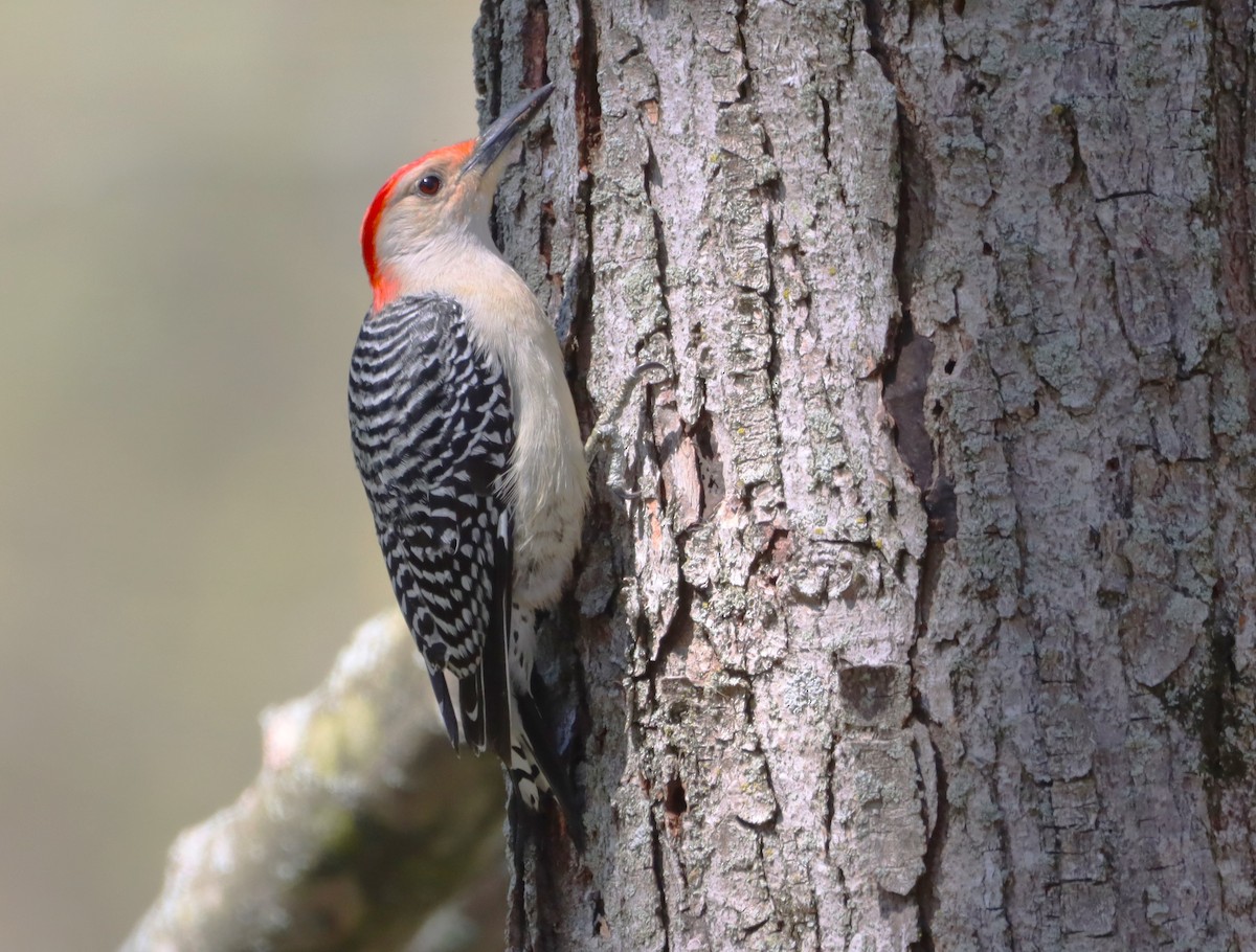 Red-bellied Woodpecker - ML618420774