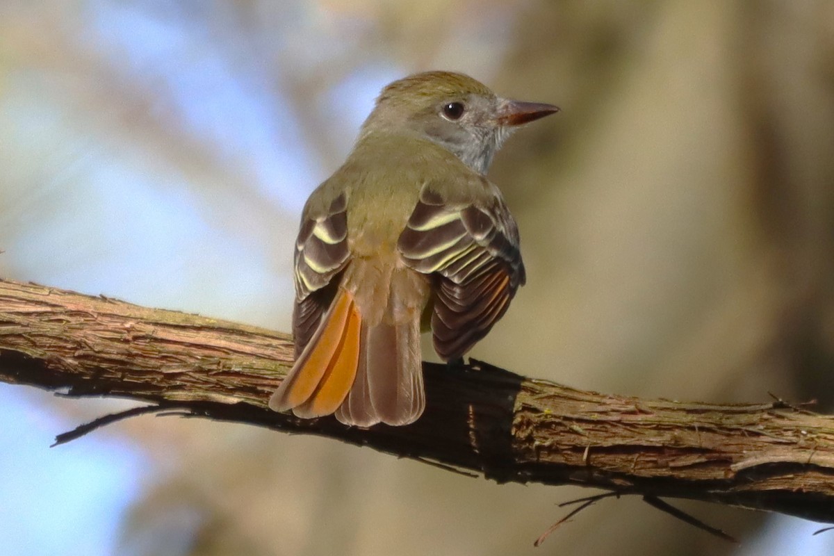 Great Crested Flycatcher - ML618420784