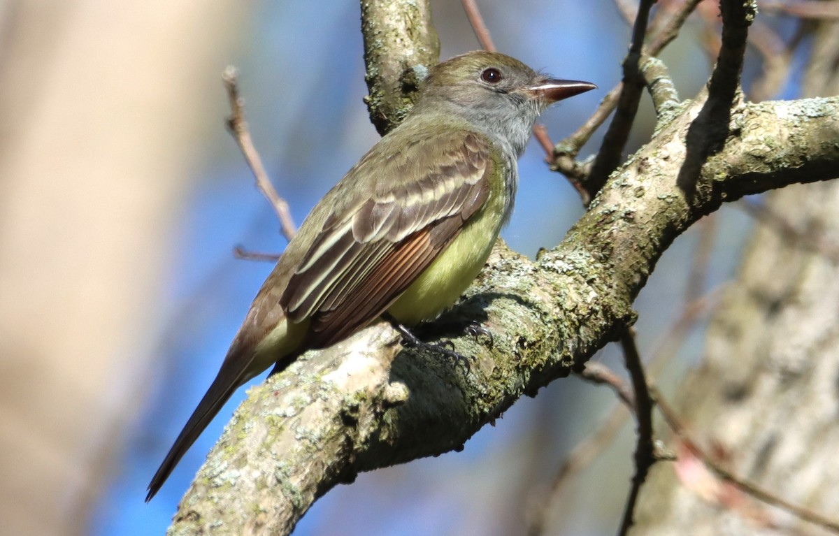 Great Crested Flycatcher - ML618420785