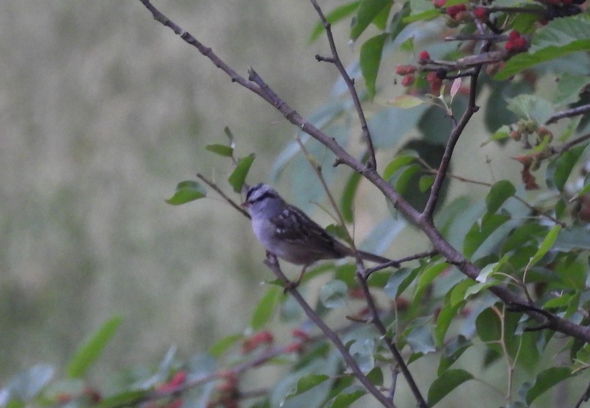 White-crowned Sparrow - ML618420853