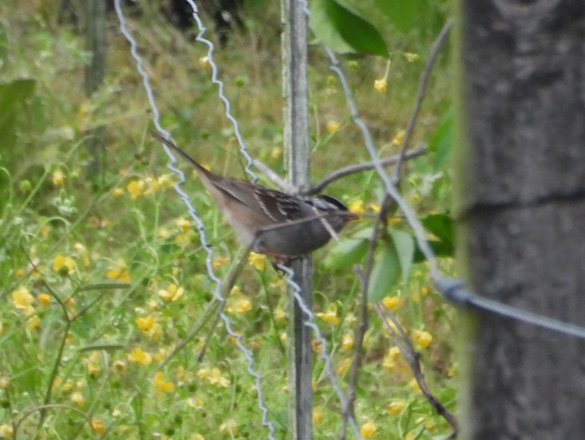 White-crowned Sparrow - ML618420854