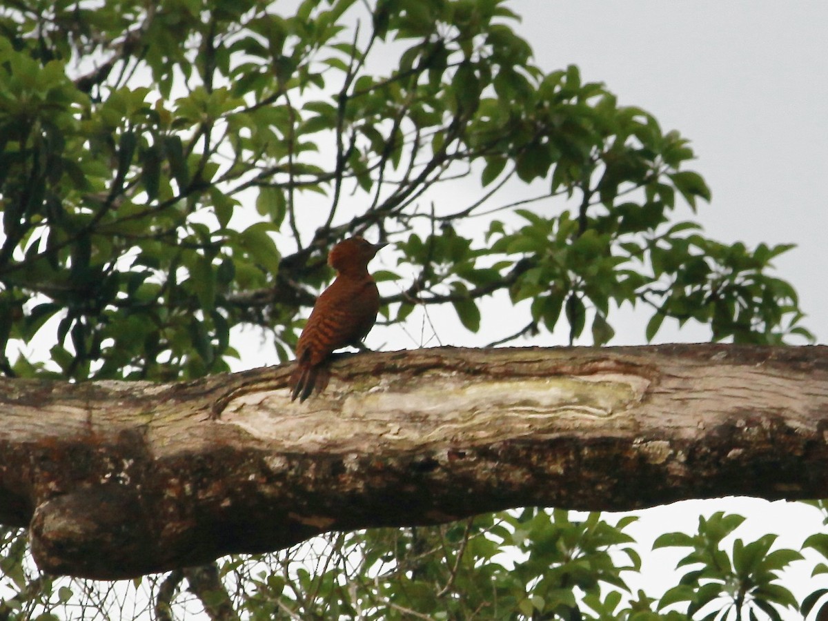 Rufous Woodpecker - ML618420887