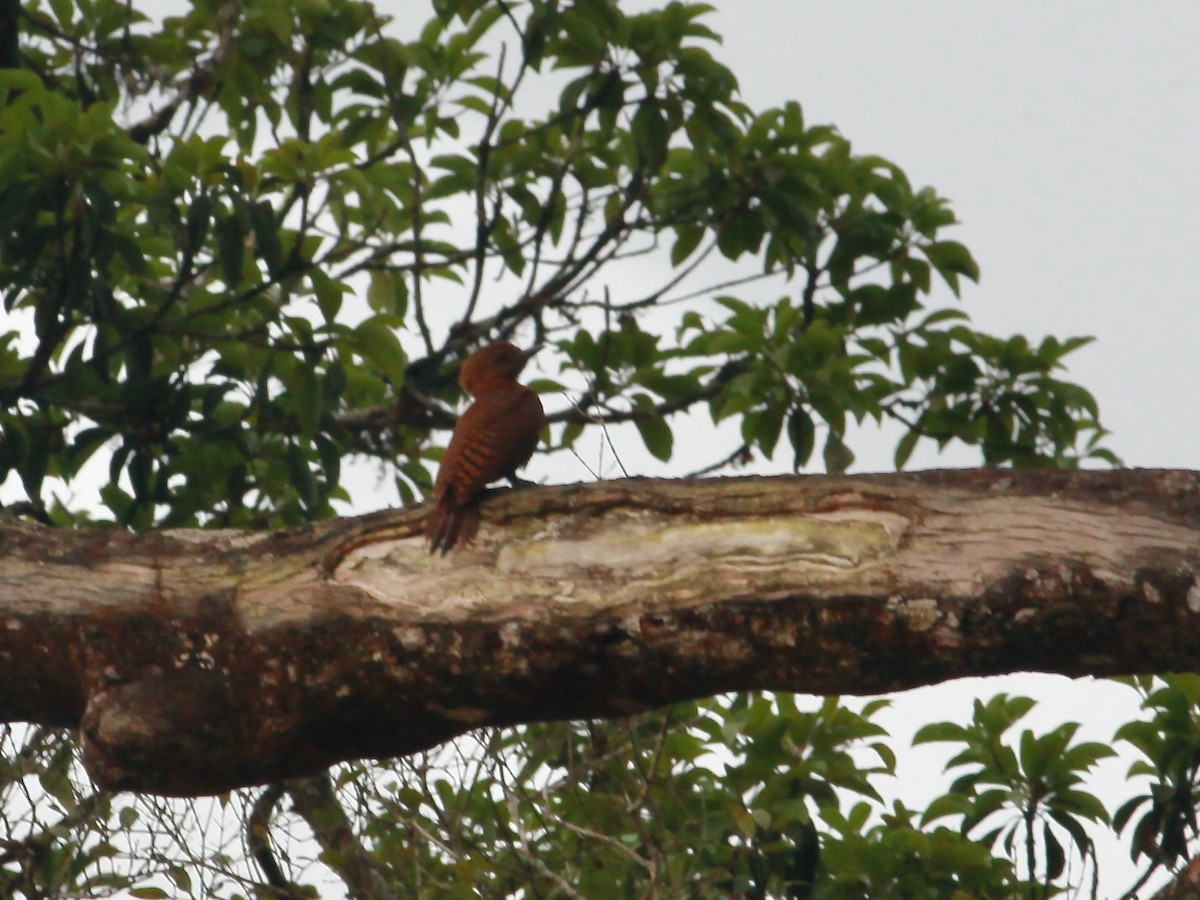 Rufous Woodpecker - ML618420888