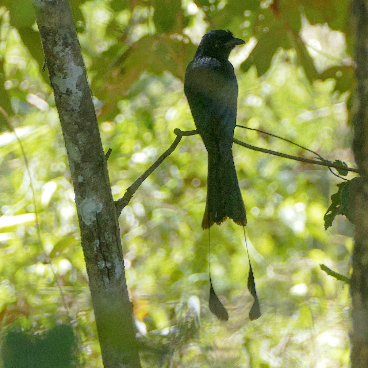 Greater Racket-tailed Drongo - ML618420897