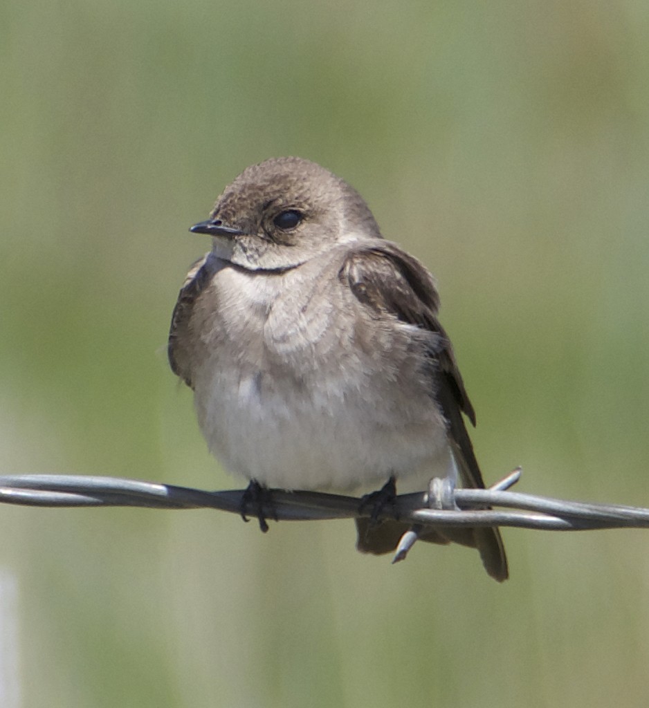 Northern Rough-winged Swallow - ML618421038