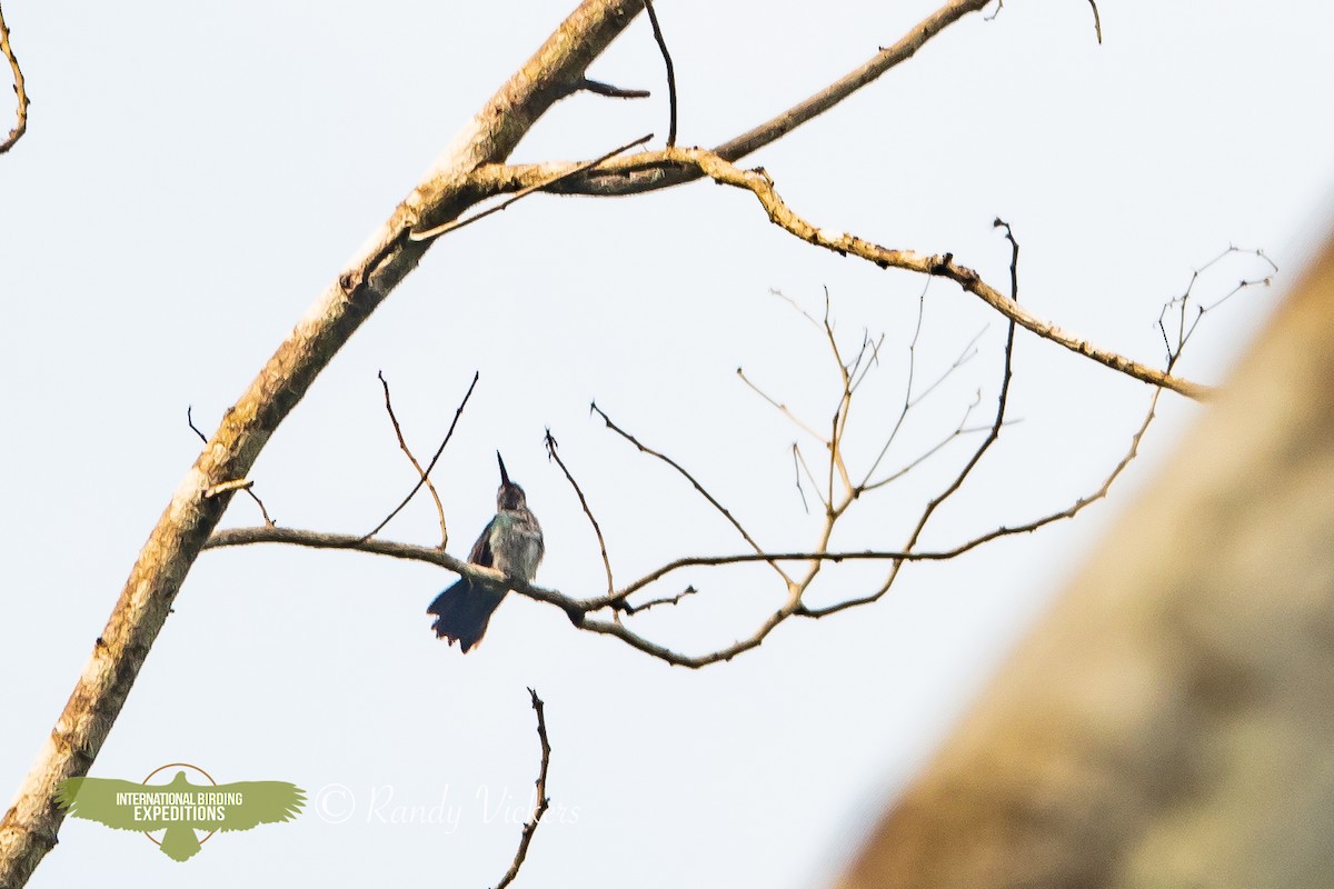 Olive-spotted Hummingbird - ML618421129