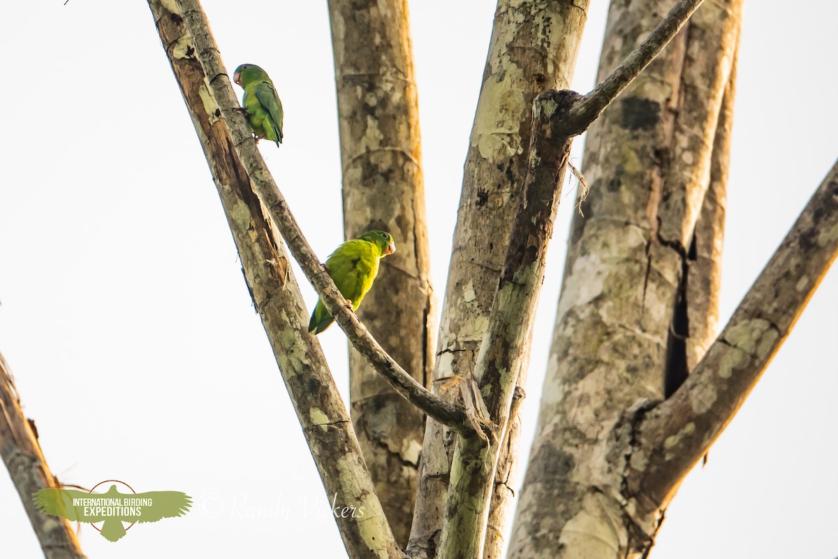 papoušíček amazonský - ML618421150