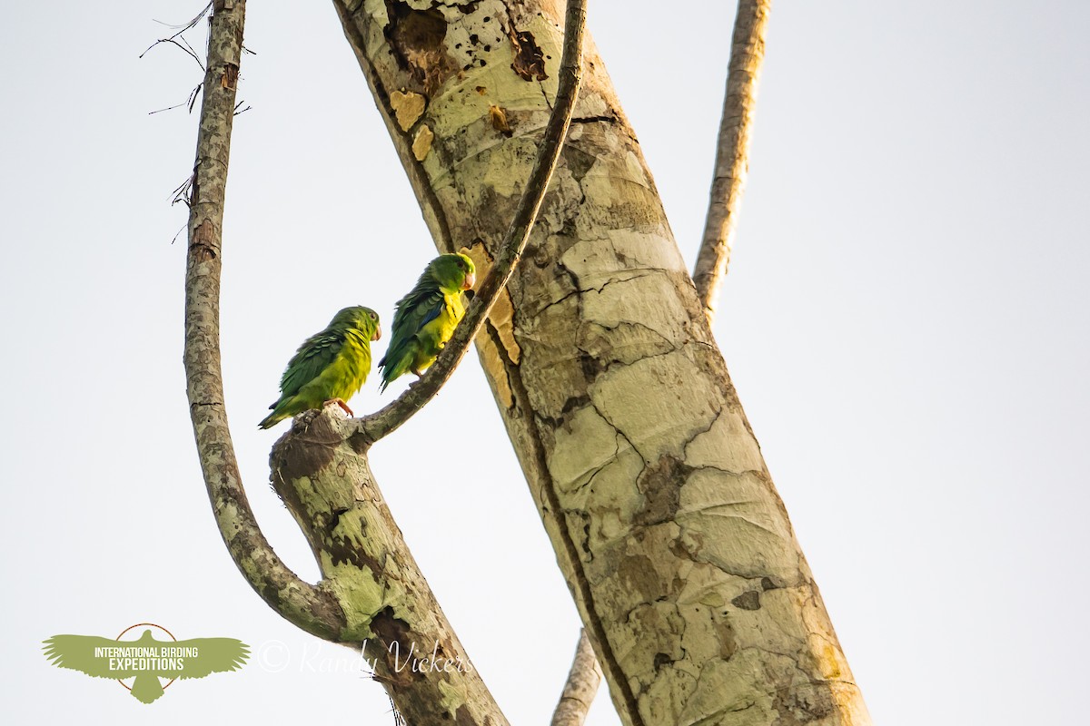 papoušíček amazonský - ML618421151