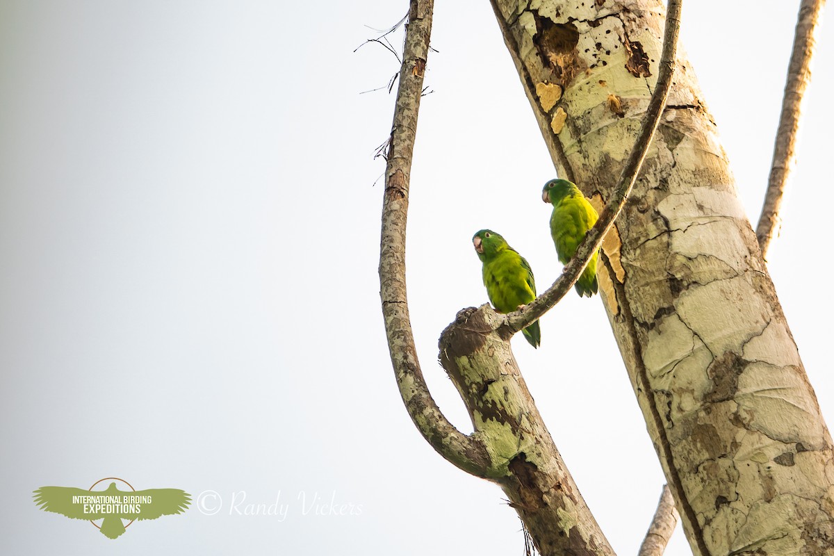 papoušíček amazonský - ML618421152