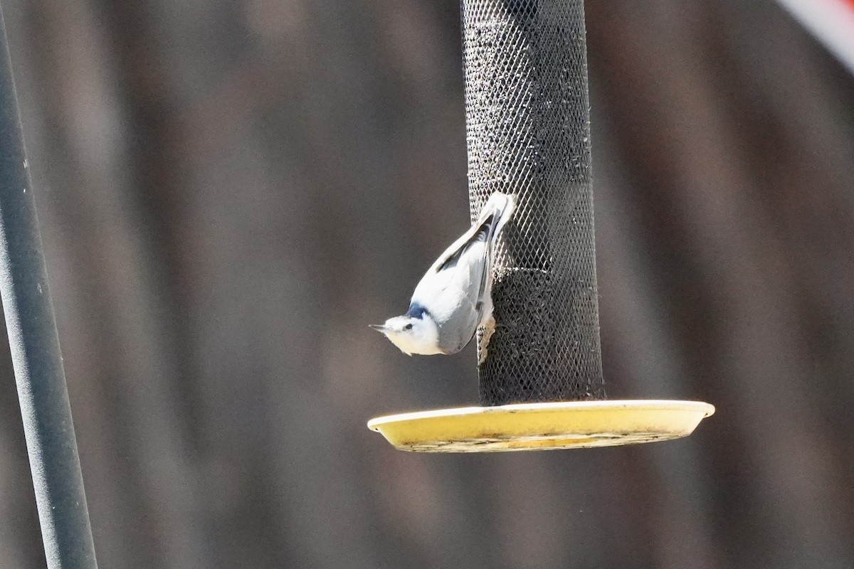 White-breasted Nuthatch (Pacific) - ML618421155