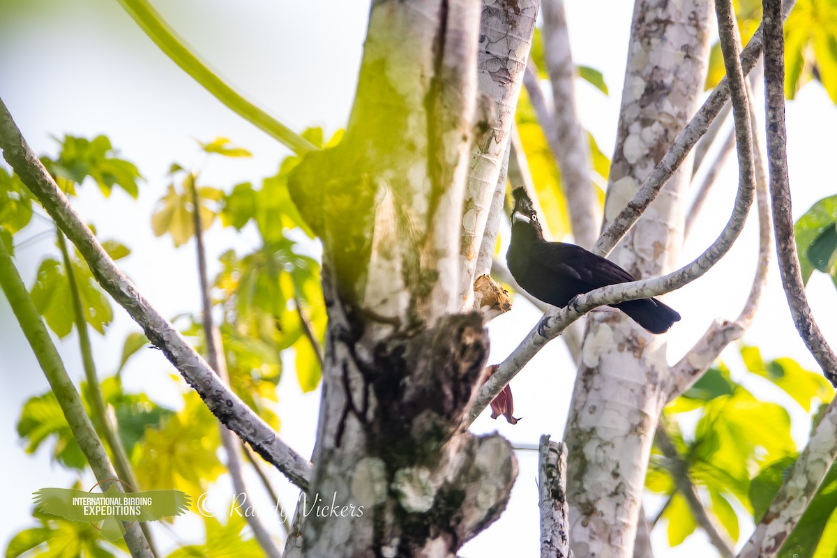 Амазонская зонтичная птица - ML618421158