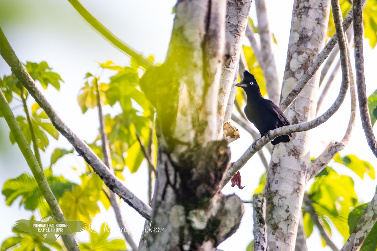 Амазонская зонтичная птица - ML618421159