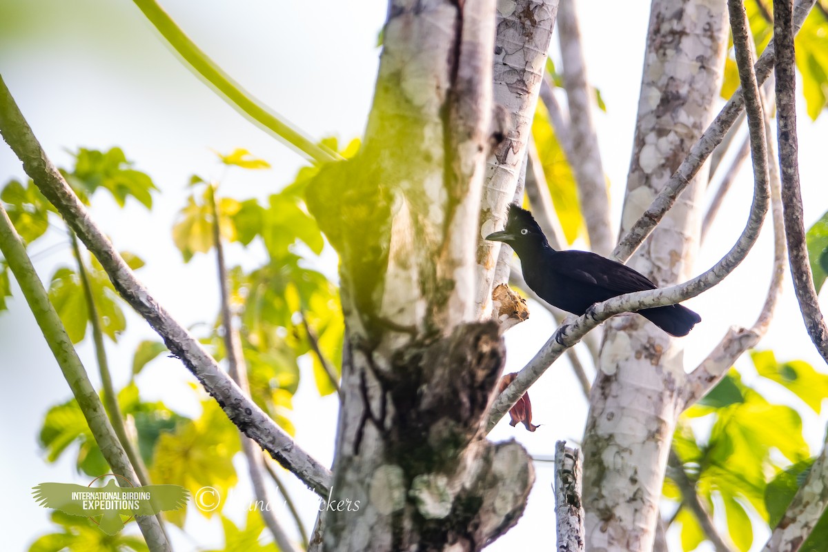 Амазонская зонтичная птица - ML618421160