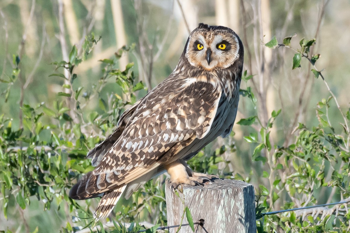 Short-eared Owl - ML618421162