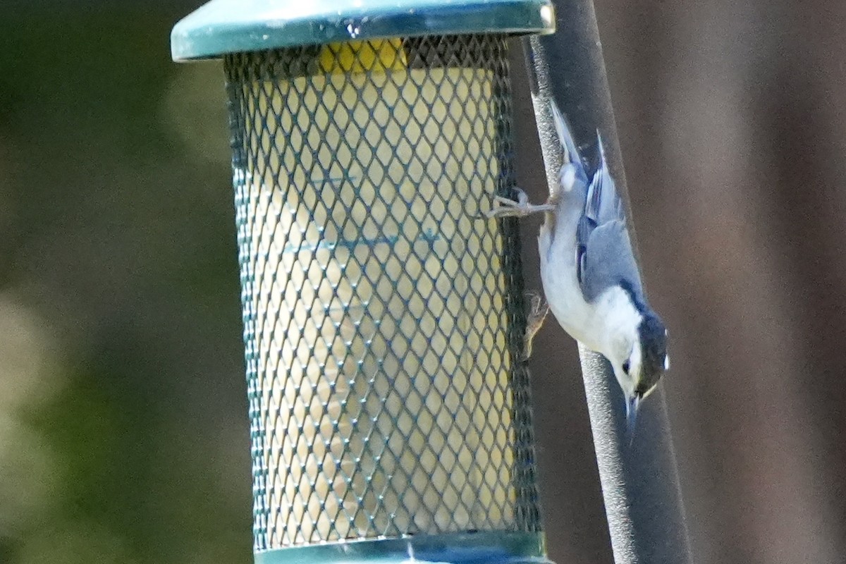 White-breasted Nuthatch (Pacific) - ML618421163