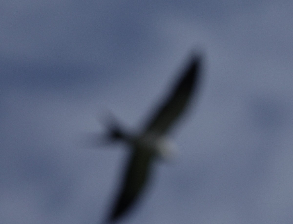 Swallow-tailed Kite - ML618421165