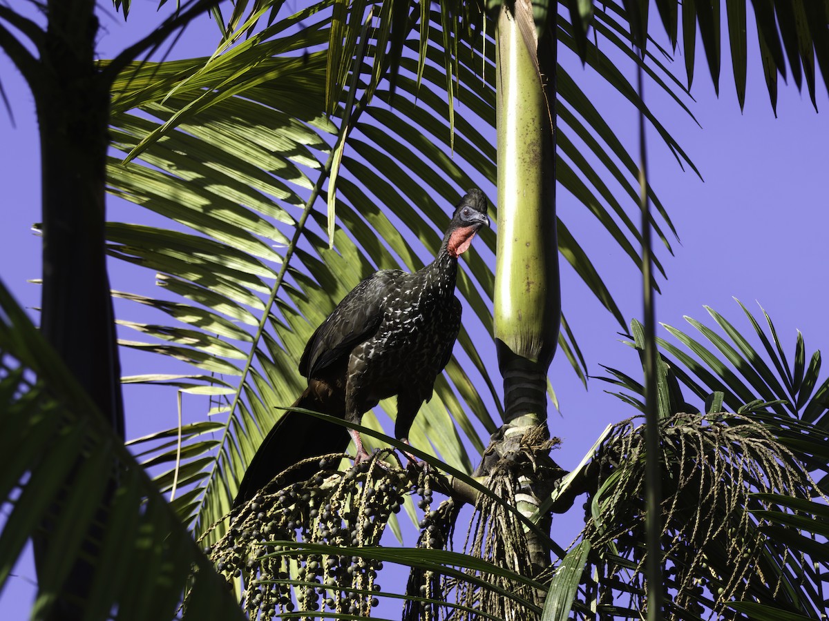 Crested Guan - ML618421173