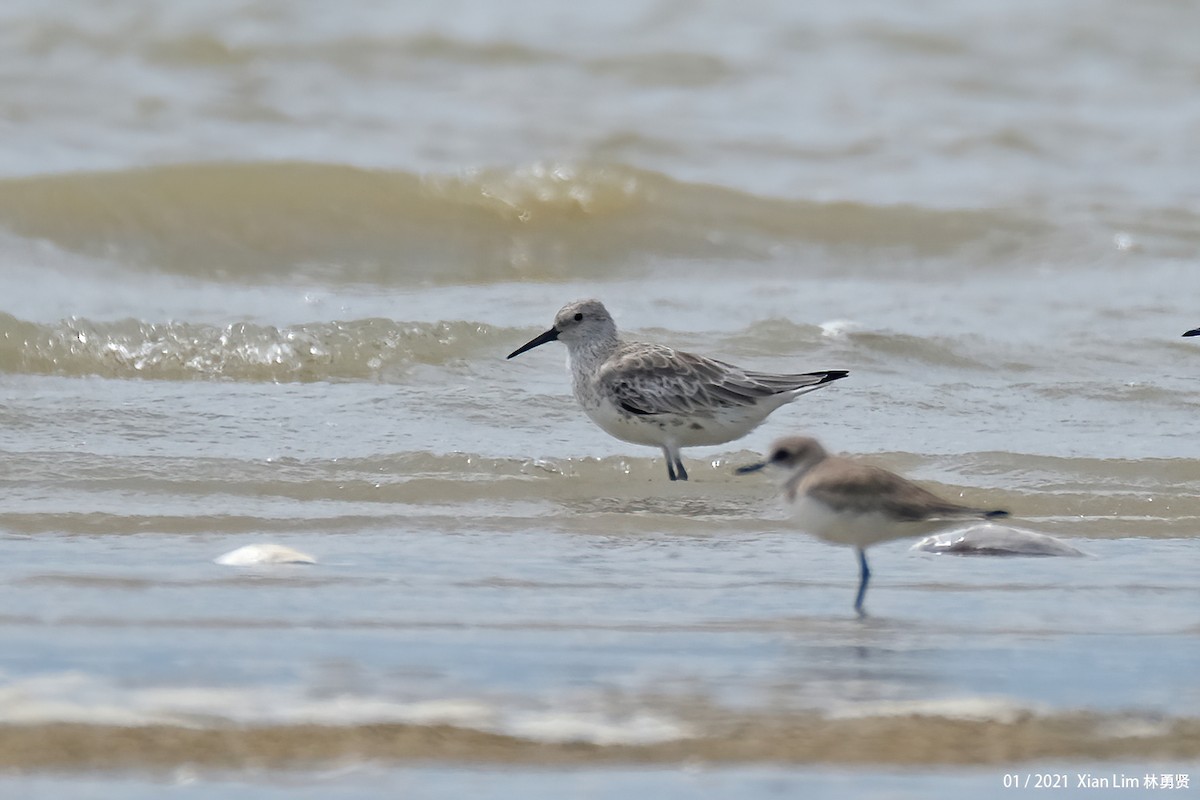 Great Knot - ML618421193