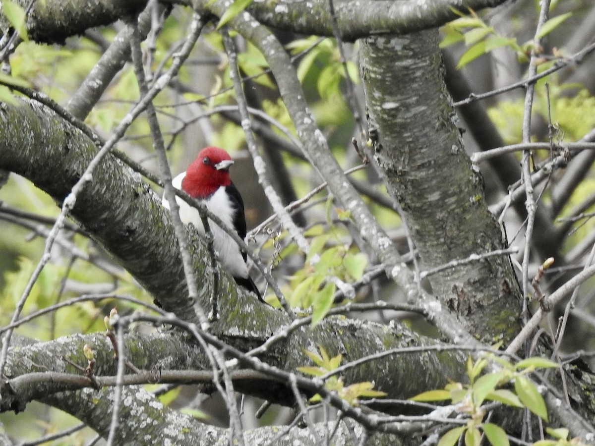 Red-headed Woodpecker - ML618421258