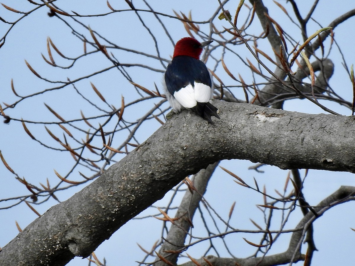 Red-headed Woodpecker - ML618421259
