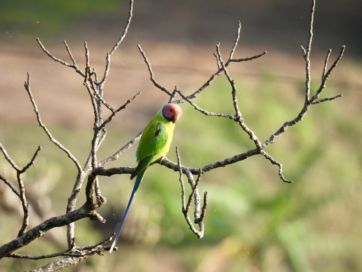 Plum-headed Parakeet - Sumedh Jog