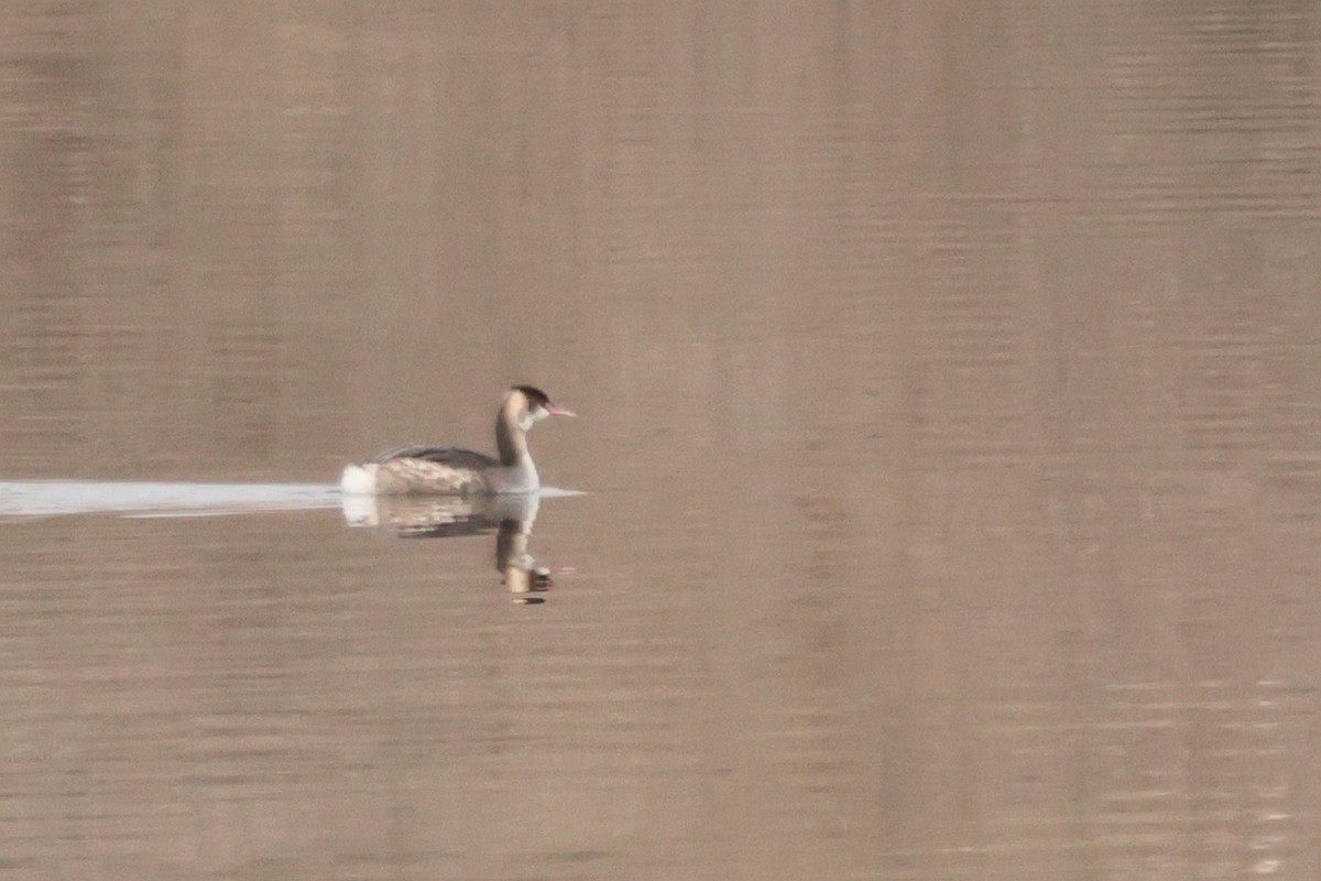 Great Crested Grebe - ML618421355