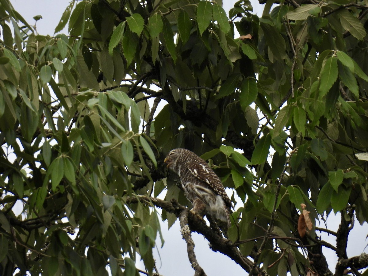 Asian Barred Owlet - ML618421356