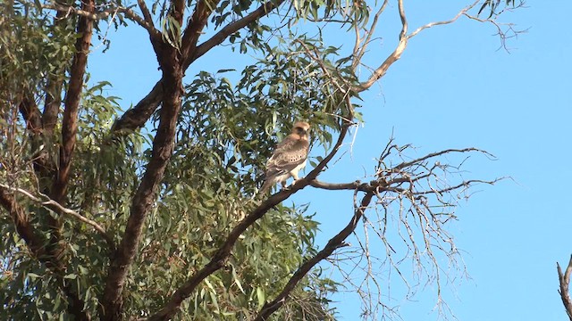 Австралийский орёл-карлик - ML618421364