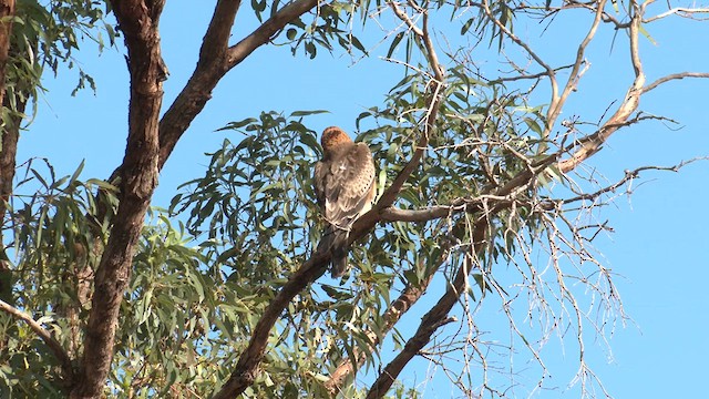 Австралийский орёл-карлик - ML618421367