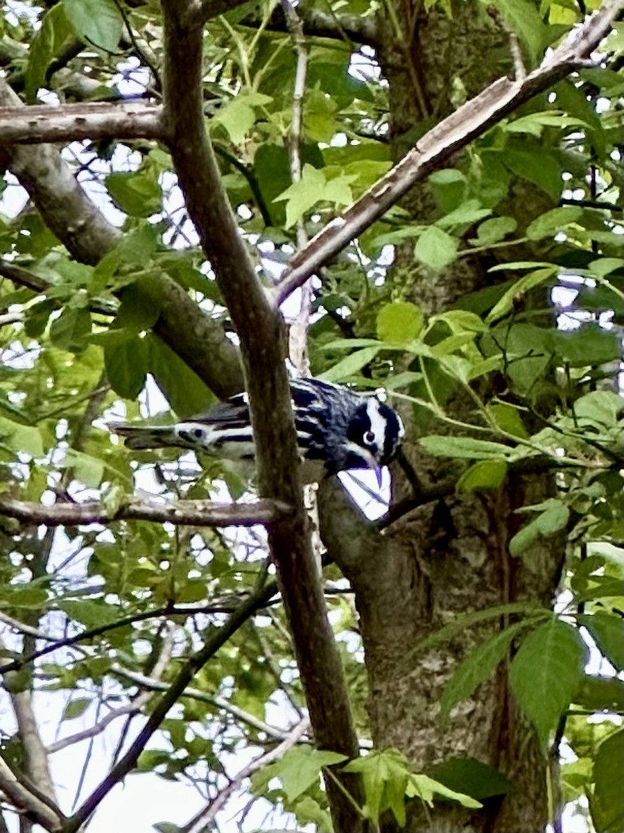 Black-and-white Warbler - ML618421374
