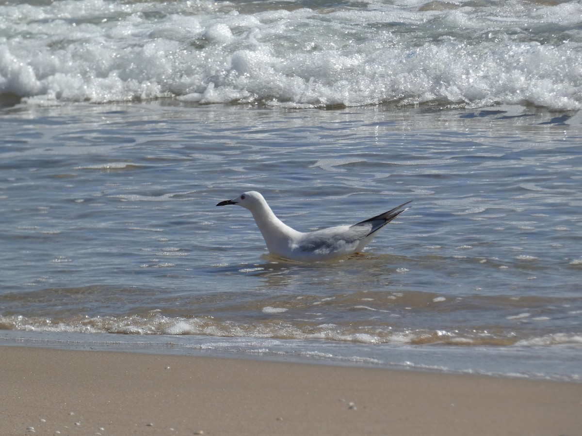 Slender-billed Gull - José Ignacio Dies