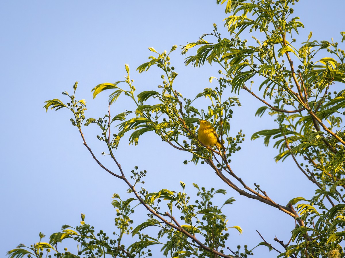 Yellow Warbler - ML618421445