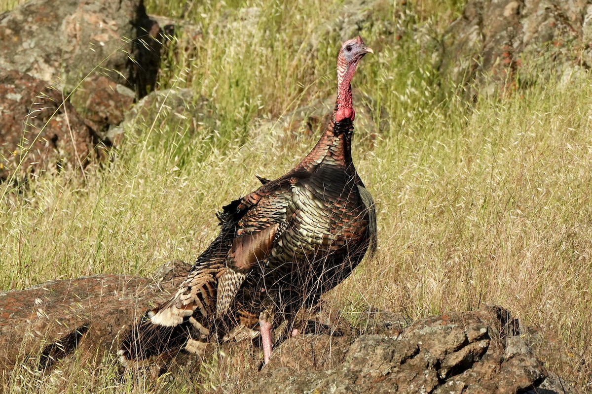 Wild Turkey - Ryan Ludman