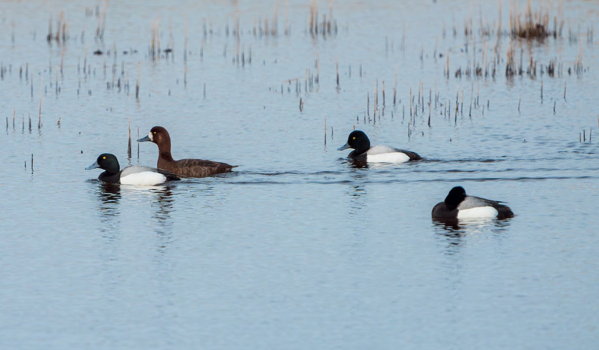 Greater Scaup - ML618421460