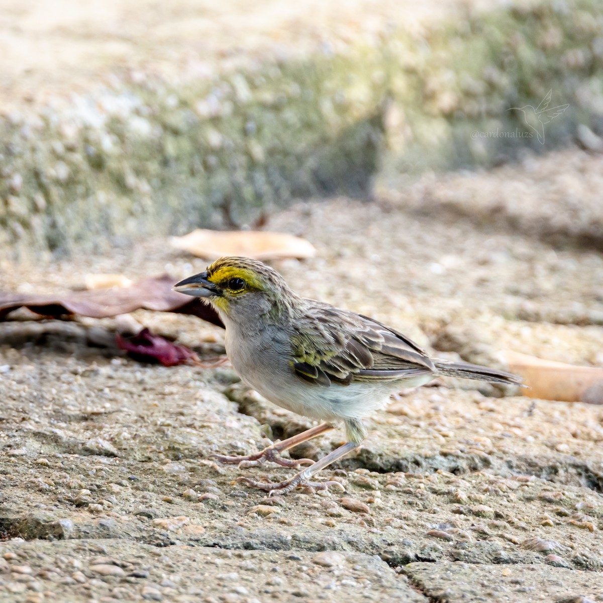 Yellow-browed Sparrow - ML618421488
