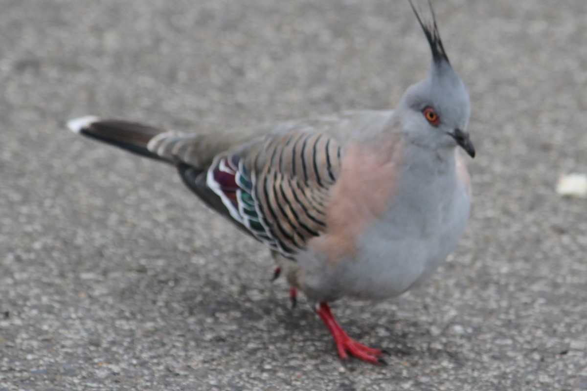 Crested Pigeon - ML618421504
